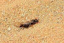 Digger wasp (Oxybelus uniglumis) wasp shown returning to her burrow with paralysed fly impaled on her sting a characteristic of this species, Cornwall, England, UK,  June