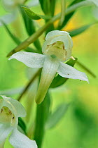 Greater butterfly orchid (Platanthera chlorantha) close up of individual flower, Bedfordshire, England, UK, June . Focus stacked image