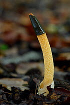 Dog stinkhorn fungus (Mutinus caninus) Buckinghamshire, England, UK, October . Focus stacked image