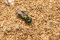 Cuckoo wasp (Hedychridium ardens) tiny wasp that is a cleptoparasite in the nest of other species, Cornwall, England, UK. June