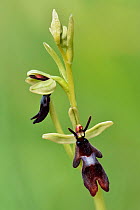 Fly orchid (Ophrys insectifera) close up of flowers showing front and side view, Berkshire, England, UK, June . Focus stacked image