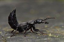 Devils coach horse beetle (Ocypus olens) in defensive posture with tail raised, Hertfordshire, England.UK May
