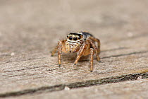 Jumping spider (Evarcha arcuata) female, Surrey, England, UK, August