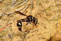 Heath potter wasp (Eumenes coarctatus) female using her mandibles to collect mud for nest building, Surrey, England, UK, August