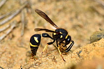 Heath potter wasp (Eumenes coarctatus) female using her mandibles to collect mud for nest building, Surrey, England, UK, August