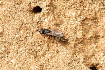 Digger wasp (Oxybelus uniglumis) wasp shown returning to her burrow with paralysed fly impaled on her sting a characteristic of this species, Cornwall, England, UK,  June