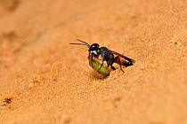 Shield bug hunting wasp (Astata boops) digger wasp pulling paralysed shield bug nymph into burrow, Surrey, England, UK. June