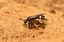 Digger wasp (Cerceris rybyensis) carrying paralysed Mining bee (Andrena flavipes) back to burrow where the victim will be eaten by the wasp larvae, Surrey, England, UK