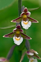 Marsh helleborine (Epipactis palustris) close up of two flowers showing front view, Hertfordshire, England, UK, June . Focus stacked image