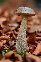 Brown birch bolete fungus (Leccinum scabrum) growing from forest floor, Buckinghamshire, England, UK, November . Focus stacked image