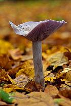 Wood blewit (Lepista nuda) single fungi growing from forest floor, Hertfordshire, England, UK, November . Focus stacked image