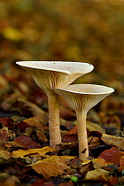 Trooping funnel fungus (Clitocybe geotropa) , Hertfordshire, England, UK, November . Focus stacked image