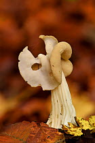 White saddle fungus (Helvella crispa) Bedfordshire, England, UK . Focus stacked image