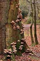 Oak mazegill (Daedalea quercina) large group of bracket fungi growing on dead oak tree trunk, Buckinghamshire, England, UK, November