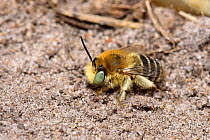 Mining bee (Anthophora bimaculata) resting on sandy heathland soil, Surrey, England, UK, July