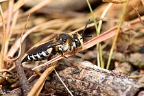 Sharp-tailed bee (Coelioxys conoidea) cleptoparasite of Leaf cutter bee (Megachile maritima). This species  uses their sharp tails to slice into the nests of the host leaf cutter bees to lay their egg...