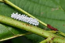 White alder sawfly larva (Eriocampa ovata) walking along alder leaf stem, Surrey, England, UK, June