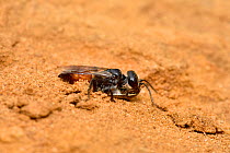 Shield bug hunting wasp (Astata boops) digger wasp dragging paralysed shield bug nymph to burrow, Surrey, England, UK. June