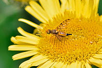 Picture winged fly (Myopites inulaedyssentericae) female on fleabane (pulicaria dysenterica) flower. This fly lays eggs on fleabane and the larvae form a gall on the plant, Surrey, England, UK, June.