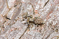 Fence post jumping spider (Marpissa muscosa) view from above, camouflaged on dead wood, Hertfordshire, England, UK, August