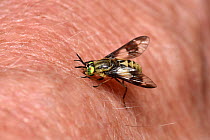 Twin lobed deer-fly (Chrysops relictus)  biting the arm of a man, Surrey, England, UK. June