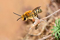 Ivy bee (Colletes hederae) new species to the UK in 2001 this bee has become more widespread across southern England. Cornwall, England, UK, September