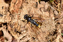 Hoverfly (Xylota sylvarum) on rotten tree stump where eggs are typically laid and larvae develop, Berkshire, England, UK, July