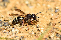 Mason wasp (Ancistrocerus scoticus) female collecting mud to build nest, Cornwall, England, UK, September
