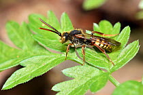 Cuckoo bee / Nomad bee (Nomada flava) cuckoo bee who lays her eggs in the nests of various andrena bees, Hertfordshire, England, UK, May