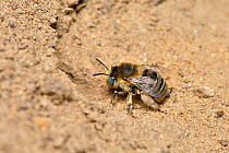 Mining bee (Anthophora bimaculata) approaching burrow in sandy heathland soil, Surrey, England, UK, August