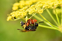 Sawfly (Tenthredo amoena) feeding on Red Soldier beetle (Rhagonycha fulva) on flower of wild parsnip (Pastinaca sativa), Oxfordshire, England, UK, July