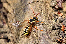 Gooden's nomad bee (Nomada goodeniana) a cuckoo bee that lays her eggs in the nests of various large Andrena bees, Hertfordshire, England, UK. April