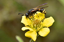 Mason wasp (Ancistrocerus gazella) dormant in flower during cold weather conditions, Surrey, England, UK, June