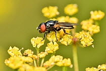 Hoverfly (Chrysogaster solstitalis) this hoverfly has extremely large eyes that are characteristic of the species, pictured on wild parsnip, Buckinghamshire, England, UK, July