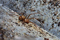 Cave spider (Meta bourneti) on inside lid of drain cover, London, England, UK, September