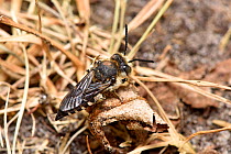 Sharp-tailed bee (Coelioxys conoidea) cleptoparasite of Leaf cutter bee (Megachile maratima) these bees use their sharp tail to slice into the nest of the host leaf cutter bee to lay their eggs inside...