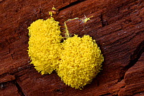 Slime mold (Fuligo septica) plasmodia slime mold on dead wood, Buckinghamshire, England, UK, November . Focus stacked image