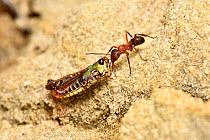 Wood ant (Formica rufa) dragging dead grasshopper up slope, Surrey, England, UK, September