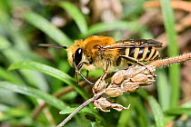 Ivy bee (Colletes hederae) new species to the UK in 2001 this bee has become more widespread across southern England, Cornwall, England, UK, September