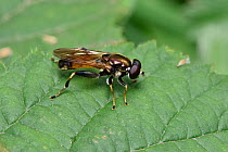 Hoverfly (Xylota segnis) species usually seen on leaves where it collects honeydew, Berkshire, England, UK, July