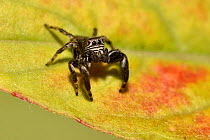 Jumping spider (Evarcha arcuata) about to jump from leaf, Surrey, England, UK, August