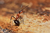 Wood Ant (Formica rufa) in defensive posture, Dorset, England, UK, May