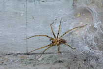 Cardinal spider (Tegenaria parietina) waiting by retreat in web, Hampton court, London, England. UK, September