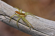 Raft spider (Dolomedes fimbriatus)  out of water resting on old heather stem, Surrey, England, UK, July