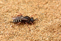 Digger wasp (Oxybelus uniglumis) the wasp has just finished sealing her burrow entrance that she does every time she goes hunting, Cornwall, England, UK, June