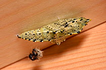 Large white butterfly (Pieris brassicae) newly created chrysalis on inside of shed roof, Hertfordshire, England, UK, September