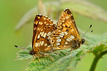 Duke of Burgundy butterfly (Hamearis lucina) mating pair, Bedfordshire, England, UK, May