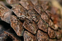 Spider (Oxyopes heteropthalmus) female on fir cone this spider is only found on mature heathland, Surrey, England, UK, July