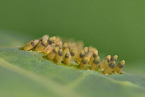 Large white butterfly (Pieris brassicae) close up side view of eggs with fully formed caterpillars inside, UK, captive . Focus stacked image