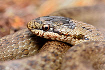 Smooth snake (Coronella austriaca)  close up of head, Surrey, England, UK, August
